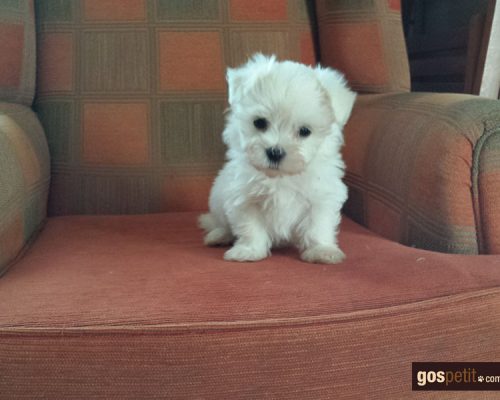 bichon_maltes